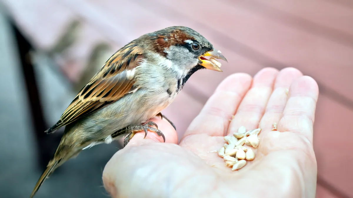Une main qui offre des graines à un petit oiseau vert, les doigts tendus en plein jour.