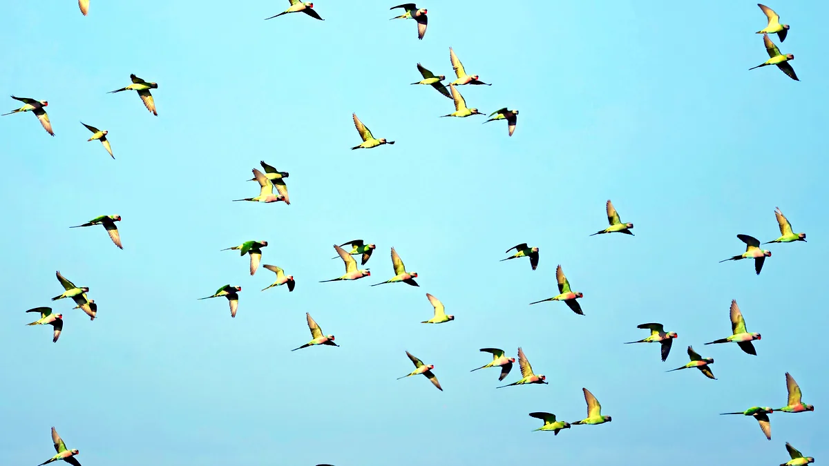 Une volée d'inséparables en plein vol, ailes déployées contre un ciel clair et lumineux.